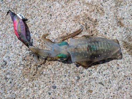 今週もエギング